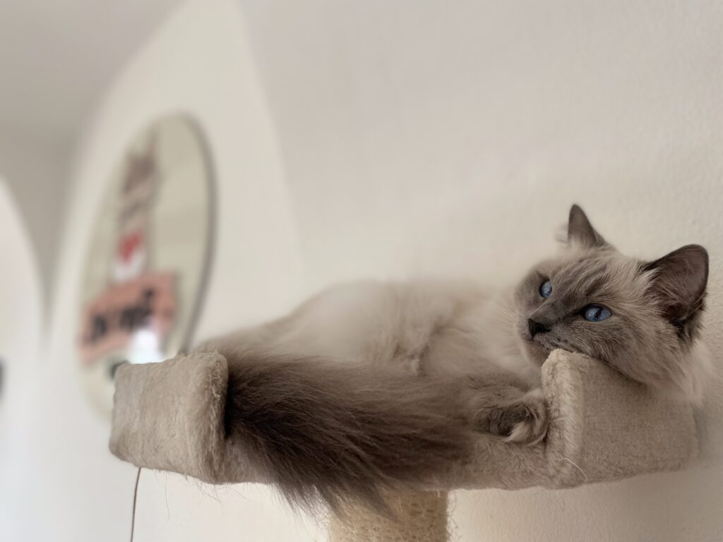 Cat Café Club