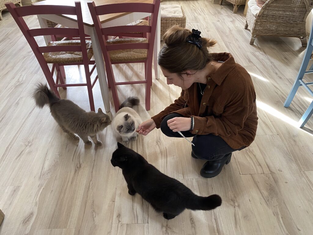 Cat Café Club